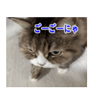 ねこかぞく 日本語（個別スタンプ：21）