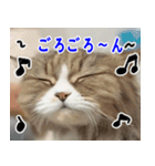 ねこかぞく 日本語（個別スタンプ：22）