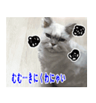 ねこかぞく 日本語（個別スタンプ：23）