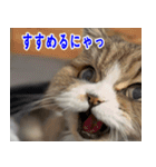 ねこかぞく 日本語（個別スタンプ：25）