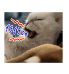 ねこかぞく 日本語（個別スタンプ：27）