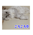 ねこかぞく 日本語（個別スタンプ：28）