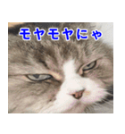 ねこかぞく 日本語（個別スタンプ：29）