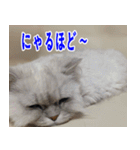 ねこかぞく 日本語（個別スタンプ：31）