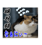 ねこかぞく 韓国語  -日本語（個別スタンプ：1）