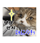 ねこかぞく 韓国語  -日本語（個別スタンプ：2）
