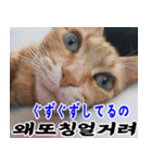 ねこかぞく 韓国語  -日本語（個別スタンプ：3）