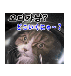 ねこかぞく 韓国語  -日本語（個別スタンプ：4）
