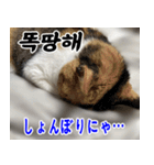 ねこかぞく 韓国語  -日本語（個別スタンプ：5）