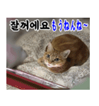 ねこかぞく 韓国語  -日本語（個別スタンプ：6）