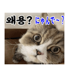 ねこかぞく 韓国語  -日本語（個別スタンプ：7）