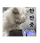 ねこかぞく 韓国語  -日本語（個別スタンプ：8）
