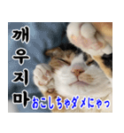 ねこかぞく 韓国語  -日本語（個別スタンプ：9）
