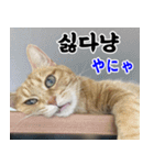 ねこかぞく 韓国語  -日本語（個別スタンプ：10）