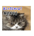 ねこかぞく 韓国語  -日本語（個別スタンプ：11）