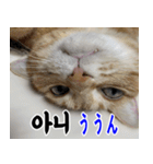 ねこかぞく 韓国語  -日本語（個別スタンプ：12）