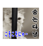 ねこかぞく 韓国語  -日本語（個別スタンプ：14）