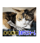 ねこかぞく 韓国語  -日本語（個別スタンプ：15）
