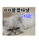 ねこかぞく 韓国語  -日本語（個別スタンプ：16）