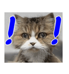 ねこかぞく 韓国語  -日本語（個別スタンプ：17）