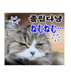 ねこかぞく 韓国語  -日本語（個別スタンプ：18）