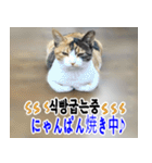 ねこかぞく 韓国語  -日本語（個別スタンプ：19）