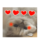 ねこかぞく 韓国語  -日本語（個別スタンプ：21）