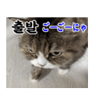 ねこかぞく 韓国語  -日本語（個別スタンプ：22）