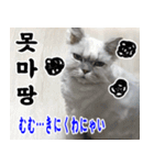 ねこかぞく 韓国語  -日本語（個別スタンプ：24）