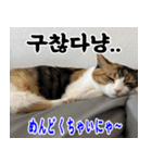 ねこかぞく 韓国語  -日本語（個別スタンプ：25）