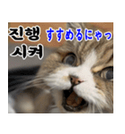 ねこかぞく 韓国語  -日本語（個別スタンプ：26）