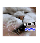 ねこかぞく 韓国語  -日本語（個別スタンプ：27）
