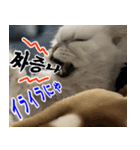 ねこかぞく 韓国語  -日本語（個別スタンプ：29）