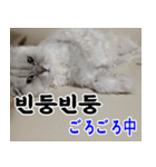 ねこかぞく 韓国語  -日本語（個別スタンプ：30）