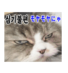 ねこかぞく 韓国語  -日本語（個別スタンプ：31）