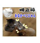 ねこかぞく 韓国語  -日本語（個別スタンプ：32）