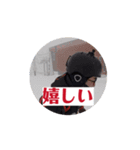 K channel岩手2025冬の陣（個別スタンプ：12）