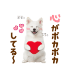 毎日使える！感情ゆたかでかわいいスピッツ（個別スタンプ：1）