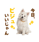 毎日使える！感情ゆたかでかわいいスピッツ（個別スタンプ：2）