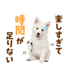 毎日使える！感情ゆたかでかわいいスピッツ（個別スタンプ：3）