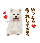 毎日使える！感情ゆたかでかわいいスピッツ（個別スタンプ：4）