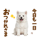 毎日使える！感情ゆたかでかわいいスピッツ（個別スタンプ：5）