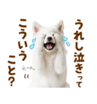毎日使える！感情ゆたかでかわいいスピッツ（個別スタンプ：7）