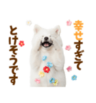 毎日使える！感情ゆたかでかわいいスピッツ（個別スタンプ：8）
