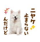 毎日使える！感情ゆたかでかわいいスピッツ（個別スタンプ：10）
