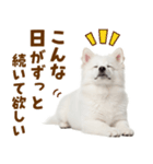 毎日使える！感情ゆたかでかわいいスピッツ（個別スタンプ：11）