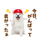 毎日使える！感情ゆたかでかわいいスピッツ（個別スタンプ：12）