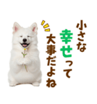 毎日使える！感情ゆたかでかわいいスピッツ（個別スタンプ：14）
