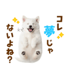 毎日使える！感情ゆたかでかわいいスピッツ（個別スタンプ：15）