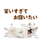 毎日使える！感情ゆたかでかわいいスピッツ（個別スタンプ：16）